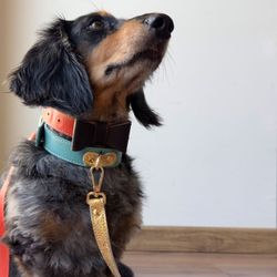 Lazo Bimba